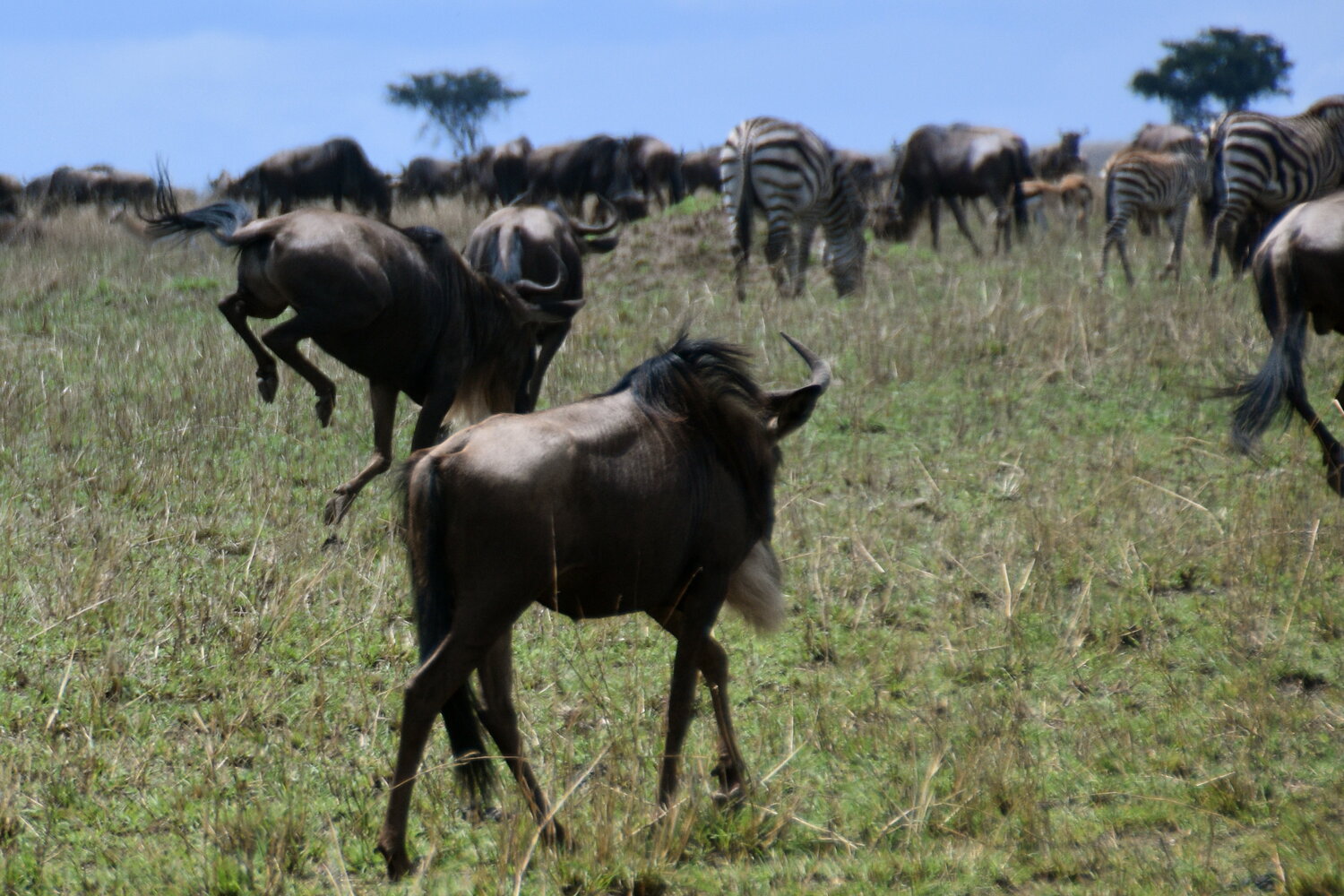 Gnu | © Manuela Holert