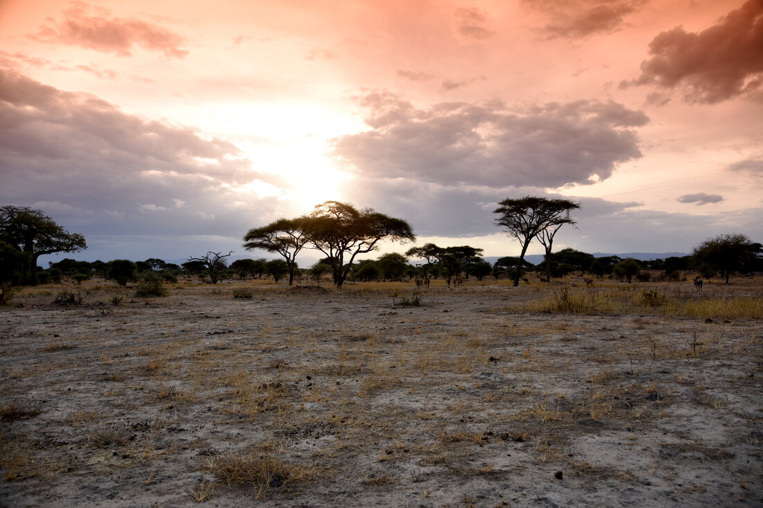 Serengeti | © Manuela Holert