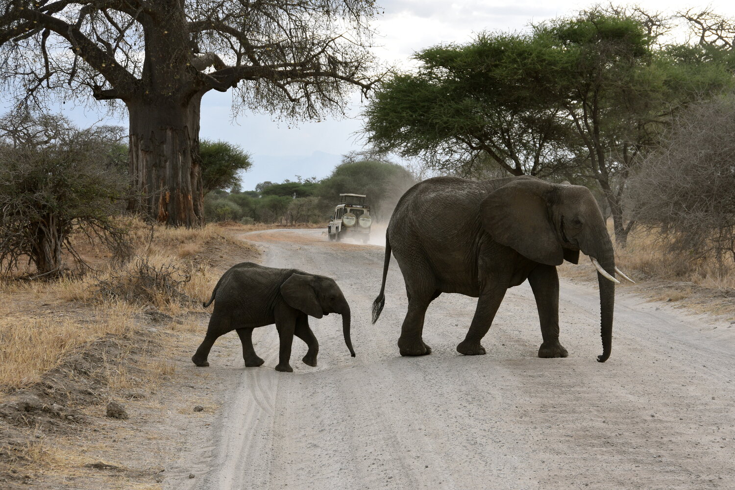 Elefant mit Baby | © Manuela Holert