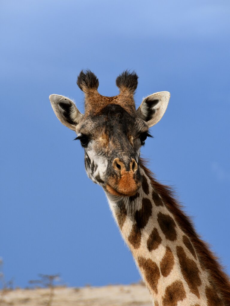 Giraffe | © Manuela Holert