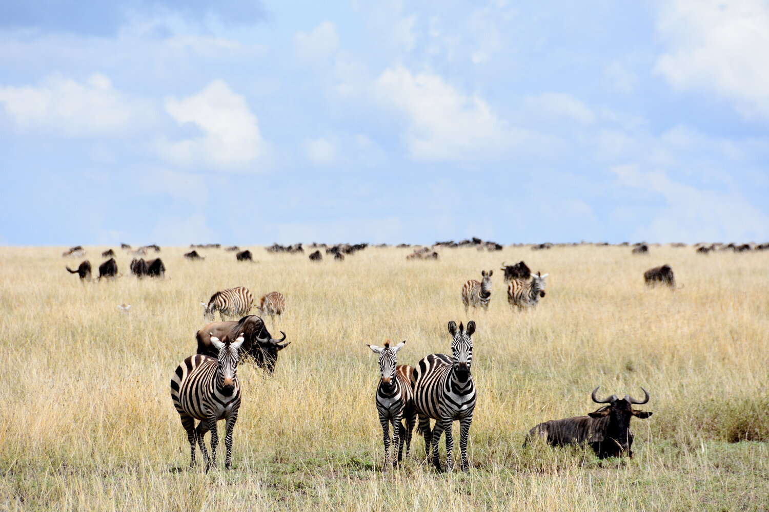 Zebras | © Manuela Holert