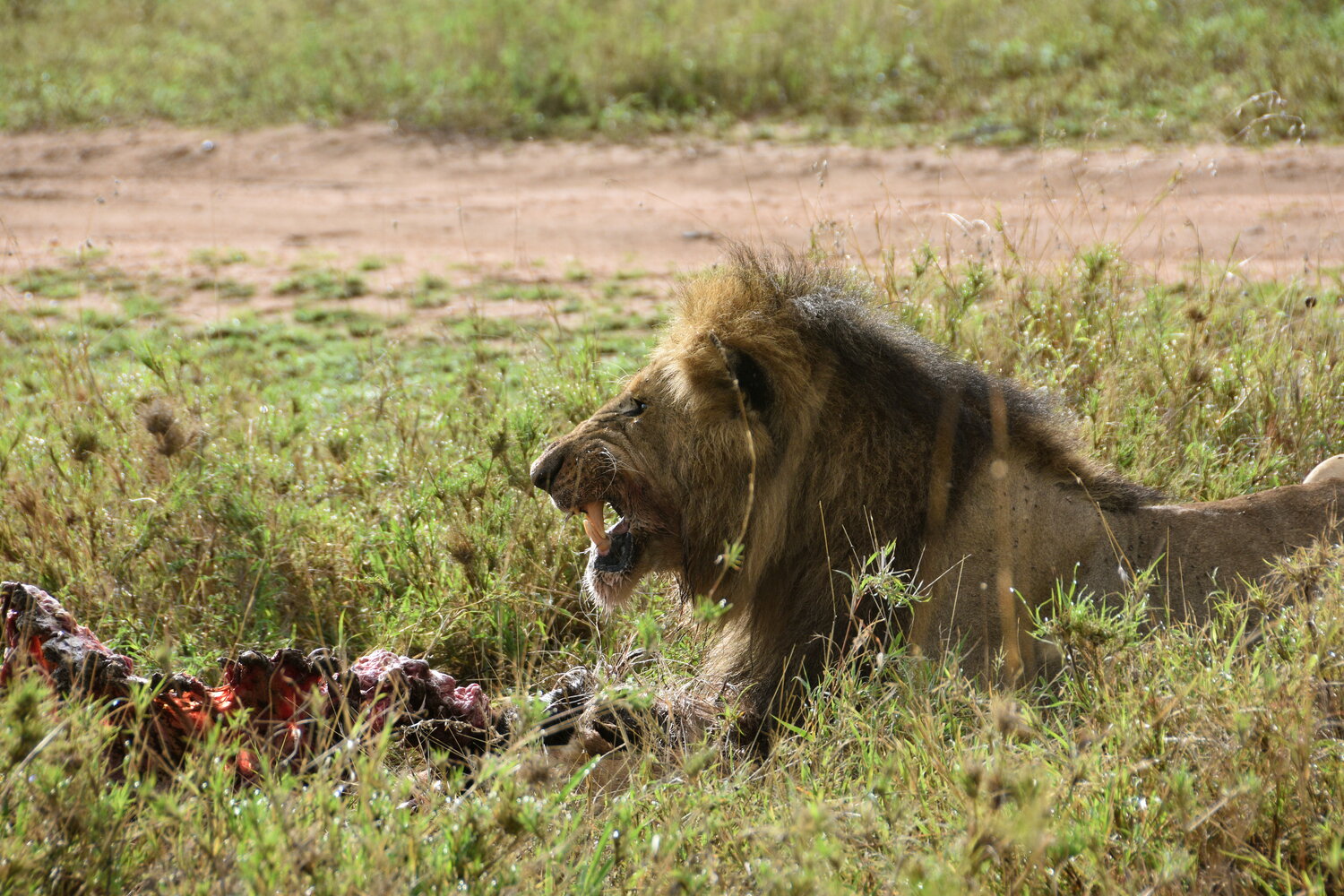 Lion King | © Manuela Holert